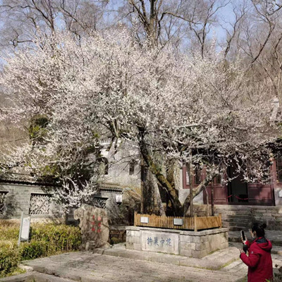 欧阳修手植梅