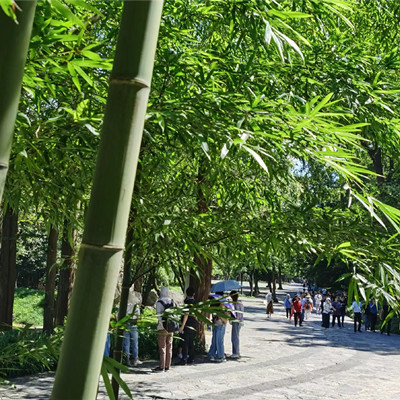 琅琊古道（夏）