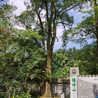 琅琊山特有珍稀树种醉翁榆